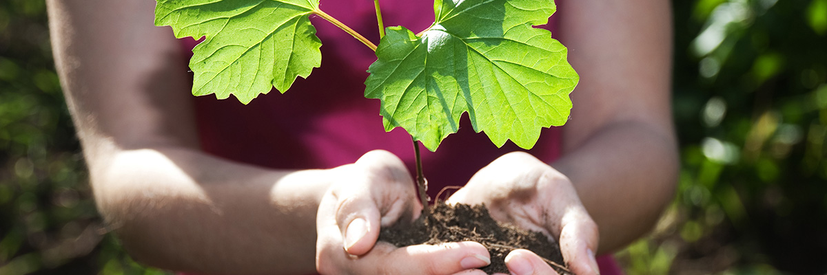 hands holding small tree sapling